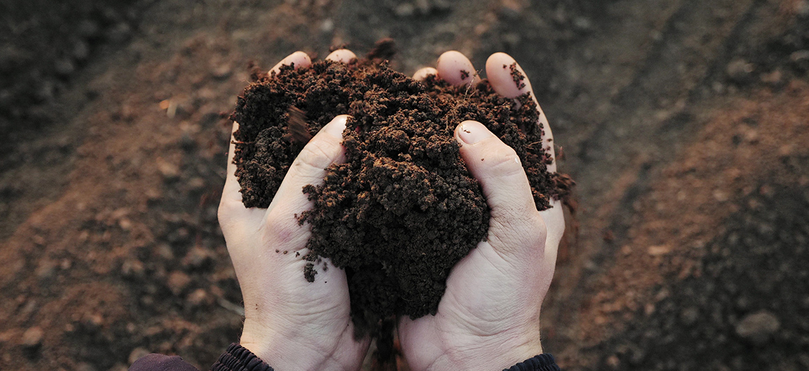 Two hands cupped together holding soil
