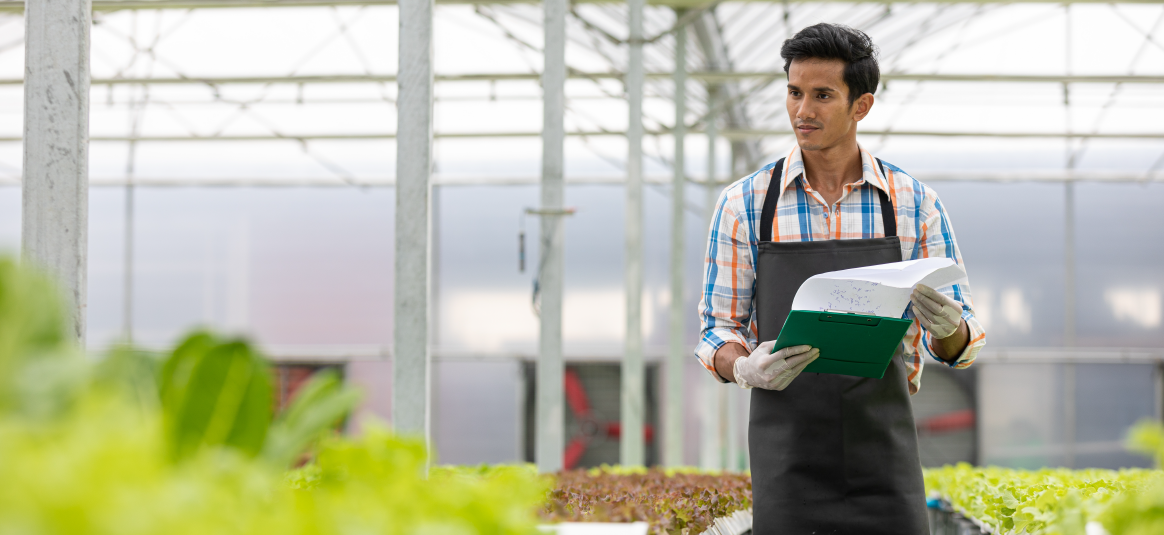 A worker in a greenhouse reviewing the crops