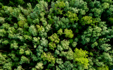 Overhead photo of a forest
