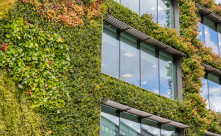 Office building exterior wall covered in ivy